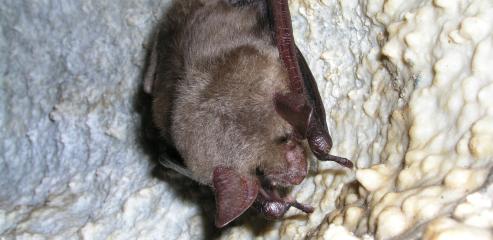 Myotis myotis